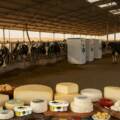 Dairy and Cheese Production in Arab Countries: Saudi Arabia as a Leading Model